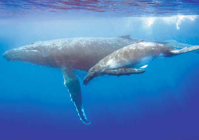 Humpback whale credit Charles J Sharp