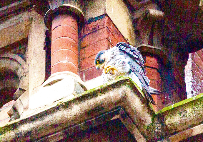 Peregrine Falcon 1_photo Simon Lamrock