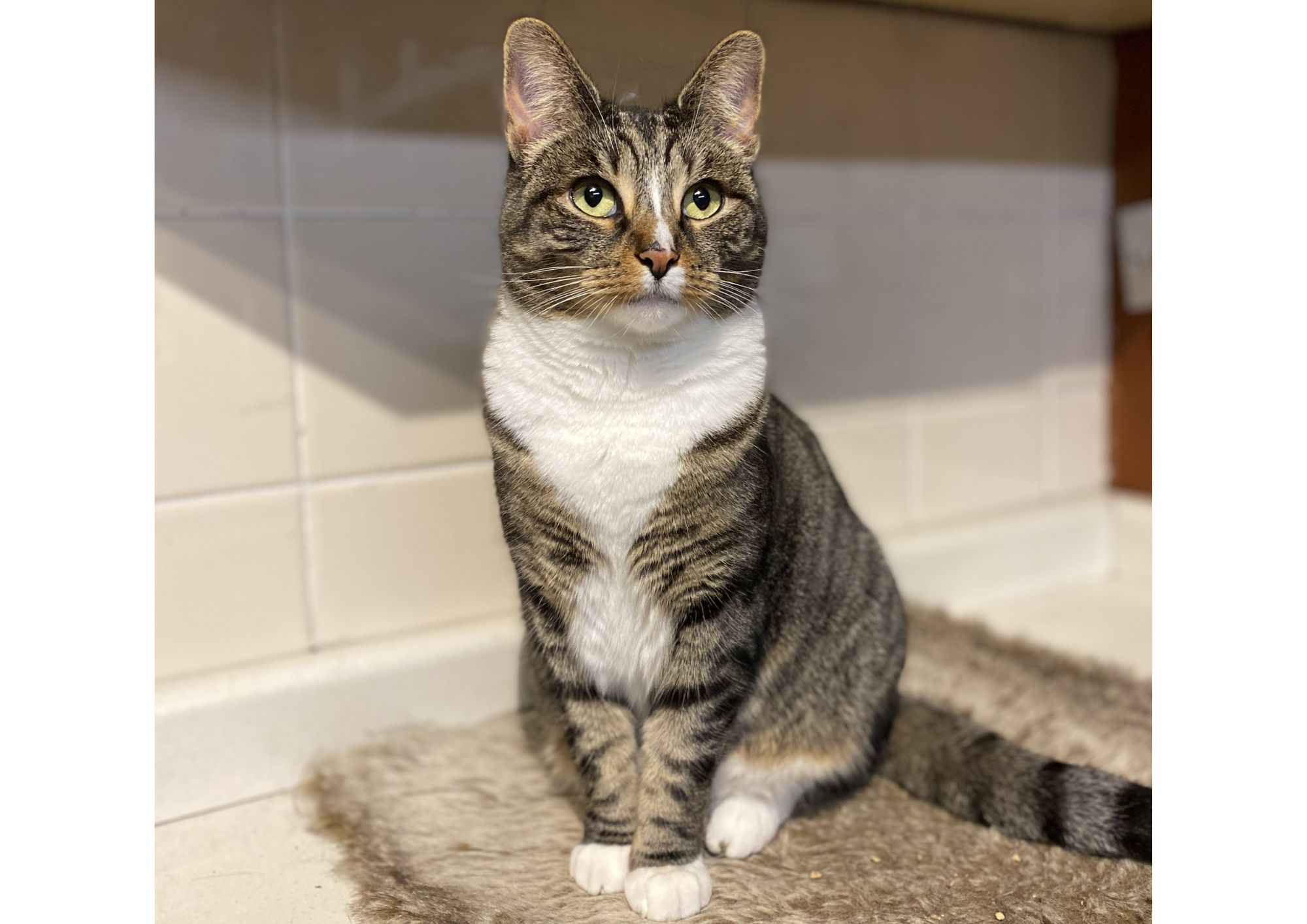 Yes, blood! Harriet the cat saves lives with donations blood donor cat