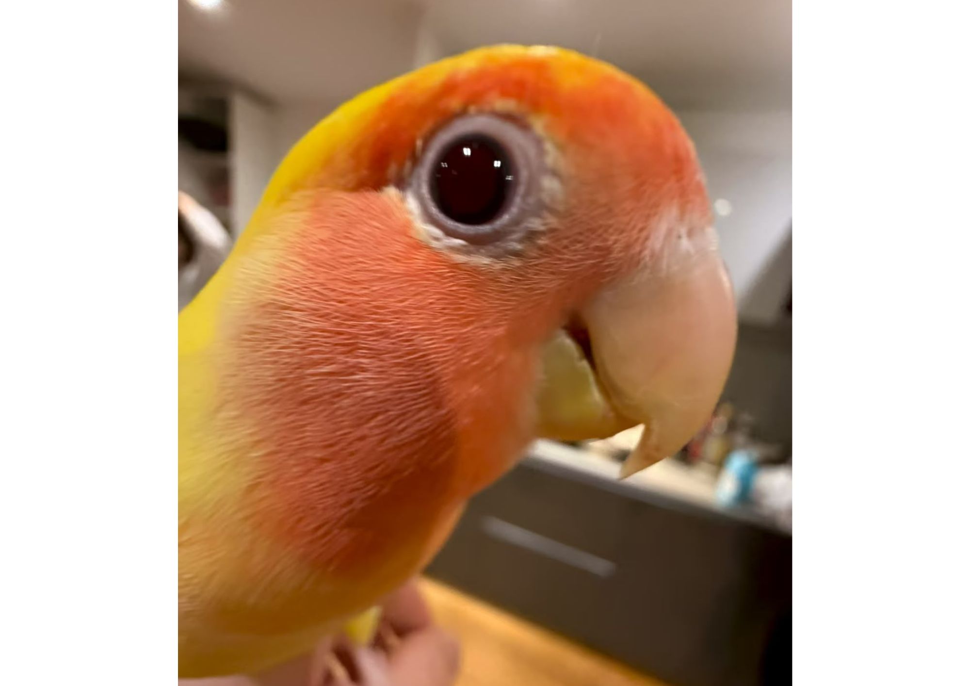 Owner says she will never stop looking for lost lovebird Bagel bagel (1)